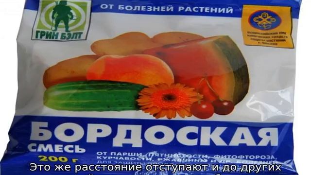 Васюган яблоня колоновидная смотреть онлайн