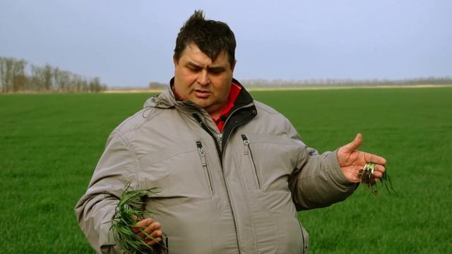 Посевы озимых зерновых после зимы - максимальный потенциал сорта