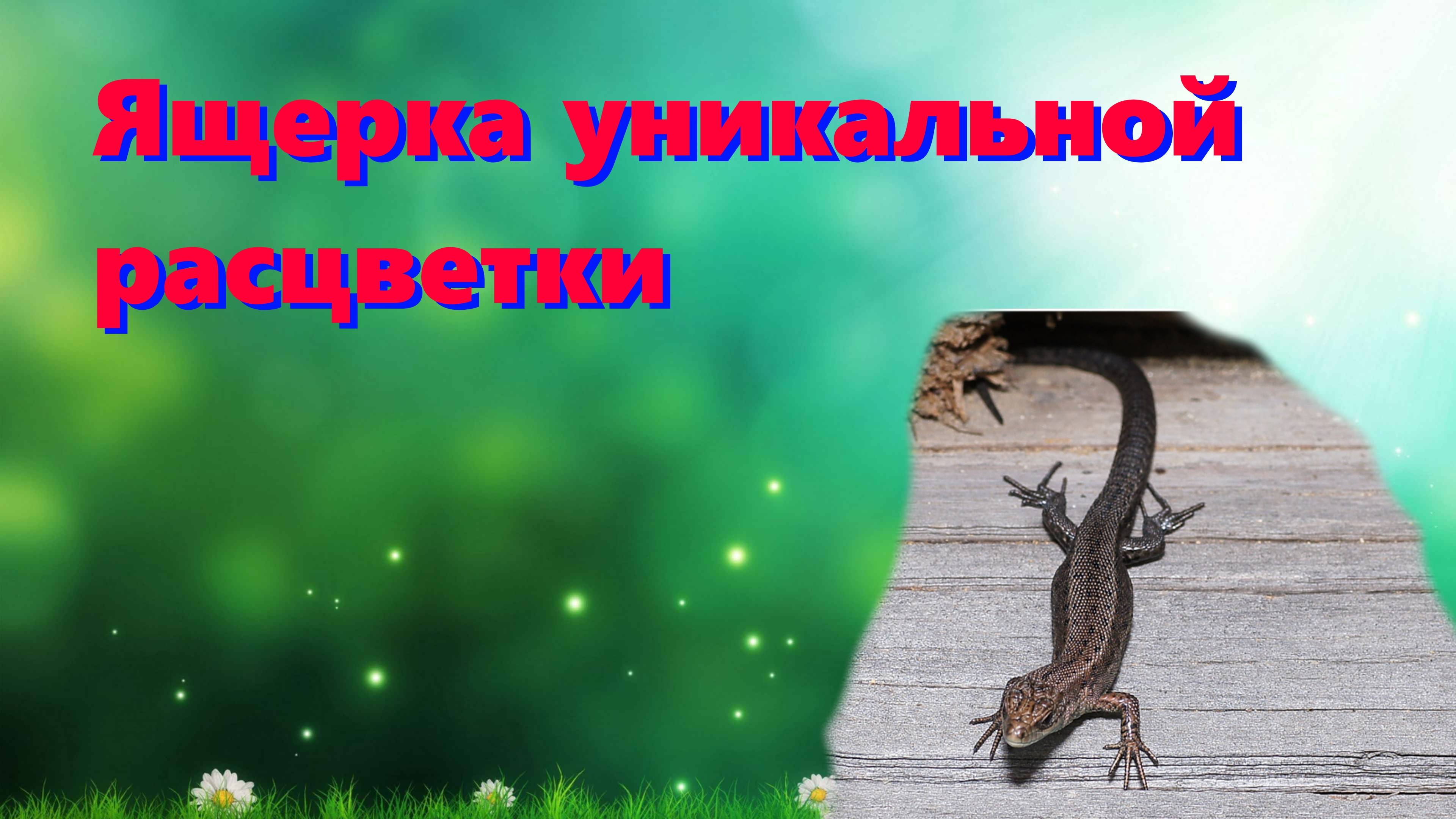 🦎 Прыткая ящерица уникальной расцветки / ловим ящериц 🦎