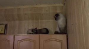 Кот не хочет кошку, у Пуфика первая вязка