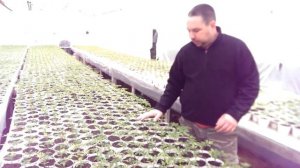 Как вырастить томаты ( помидоры) в теплице? Выращивание рассады томатов (помидоров) в теплице ч.2