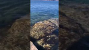 Ловим терпуг на мысе Тобизина о. Русский.Рыбалка на  Японском море.