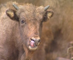 ПИЩЕВАРЕНИЕ У ТРАВОЯДНЫХ