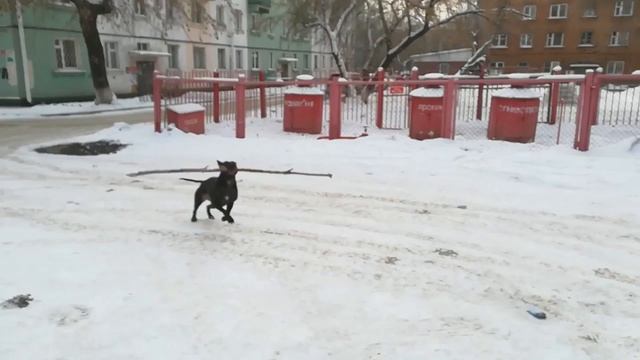 Фаина питбуль! Гуляем без поводка, встреча с таксой... ВСЁ ПОШЛО НЕ ПО ПЛАНУ смотреть онлайн
