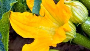 Чем ПОДКОРМИТЬ КАБАЧКИ в августе, чтобы давали большой урожай