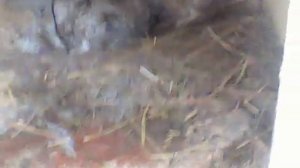 Разведение кроликов, кролики порода фландр