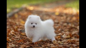 Померанский шпиц