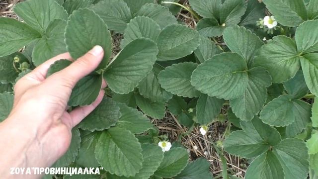 Земляника крупноплодная в июне/ Урожай/ Обработка/ #земляника #деревня #огород