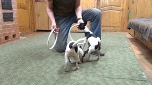 Той-фокстерьеры Чип и Топ.Цирковая дрессировка/Toy fox terriers Chip and Top. Circus training