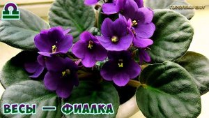 Какой Ты Цветок по Знаку Зодиака? Цветочный Гороскоп по Дате Рождения | Цветы на 8 Марта ?