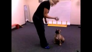 Французский бульдог. Правильная дрессировка.