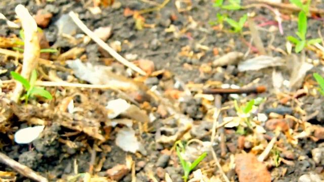 Красно-кирпичная лягушка, жесть смотреть онлайн