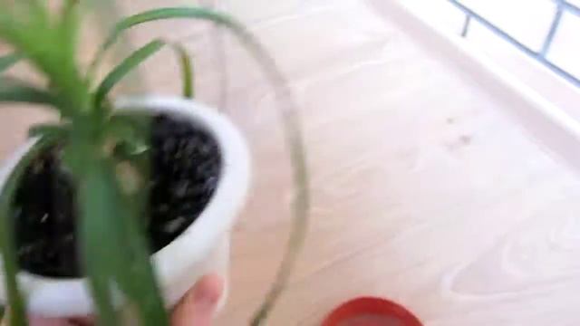 Нолина из семян через ДВА ГОДА смотреть онлайн