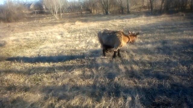 Что будет если коза покрылась своим же сыном?Чего ждать или кого? смотреть онлайн