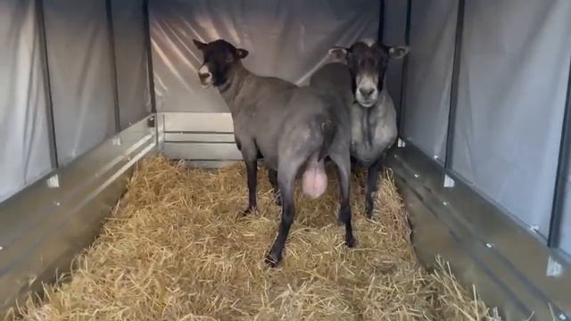 Романовские бараны: пополнение смотреть онлайн