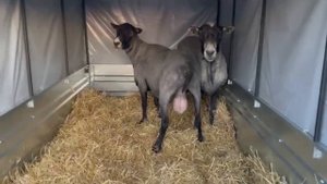 Романовские бараны: пополнение