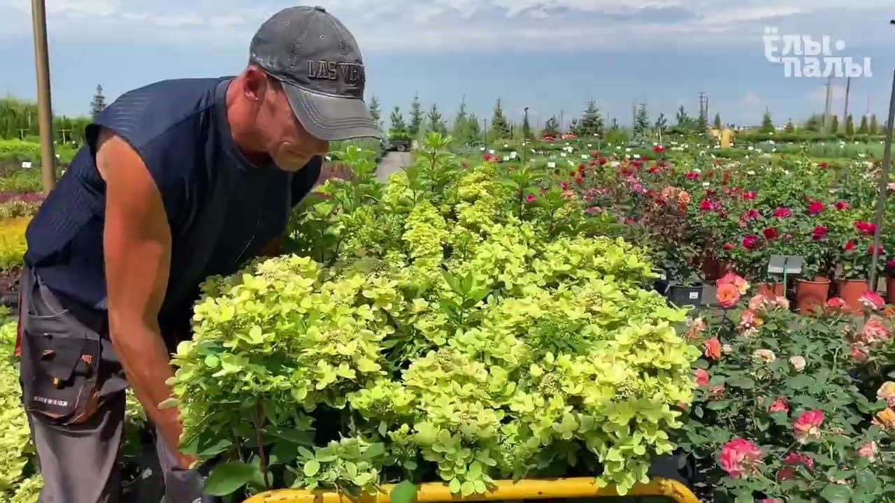 Гортензия метельчатая `Пастельгрин` Hydrangea paniculata `Pastelgreen`® смотреть онлайн