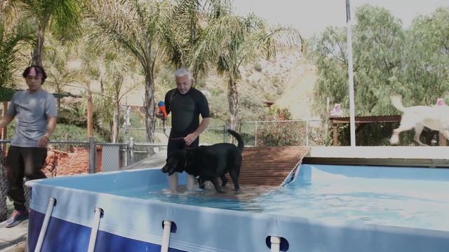 Cesar Millan Helped My Guide Dog Overcome His Fear смотреть онлайн