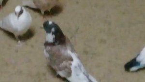 Совет от Гагика 60!Молочная сыворотка для голубей!19.11.17г