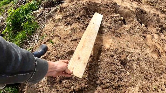 Сажаем картошку под лопату