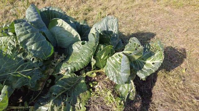 Деревня в сентябре.Выкопал остатки картофеля. смотреть онлайн