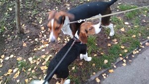 Щенок Бигля и Эстонская Гончая