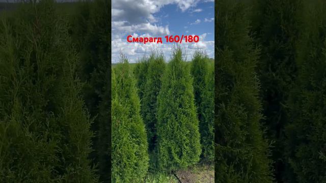 Тую западная Смарагд 160/180см можно заказать в нашем питомнике по номеру ☎️ + 7 495 248-0372