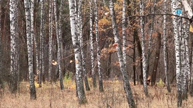 В Курске горелый лес отдают под ИЖС