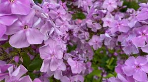 Дымчатый флокс Серебряный Бор, моей селекции