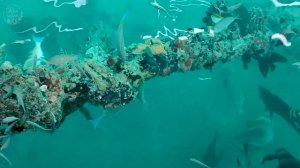 Fishing 🎣🐟🦑 from the pier in Egypt  Hurghada  Red sea El Karma Nubia | РЫБАЛКА В ЕГИПТЕ, Хургада