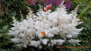 Астильба арендса Рок энд Ролл (rok-end-roll) 🌿 обзор: как сажать, саженцы астильбы Рок энд Ролл