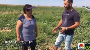 Арбуз Кольт F1.