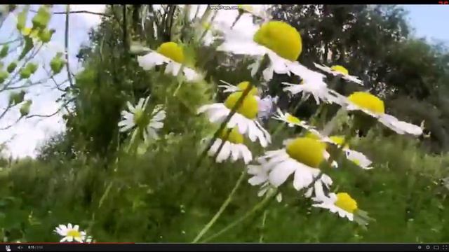 ромашковое утро--пение соловья