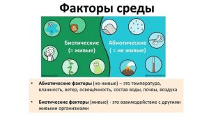 13. Среда обитания (5 класс) - введение в Биологию