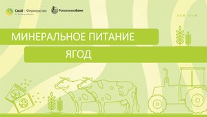 Минеральное питание ягод