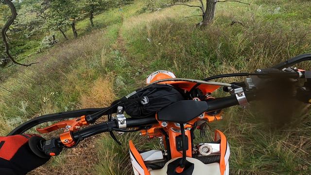 Шотский лес