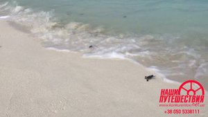 Angsana Resort & Spa, Velavaru. Подробный обзор отеля на Мальдивах.