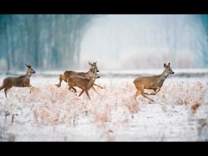 Охота косулю. Рогач, козы, тетерева и кабан