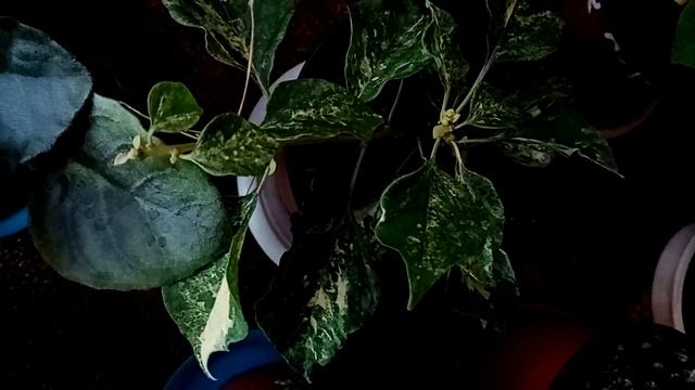 Комнатные растения. Бугенвиллии и фиалки. Цветение и правила ухода.