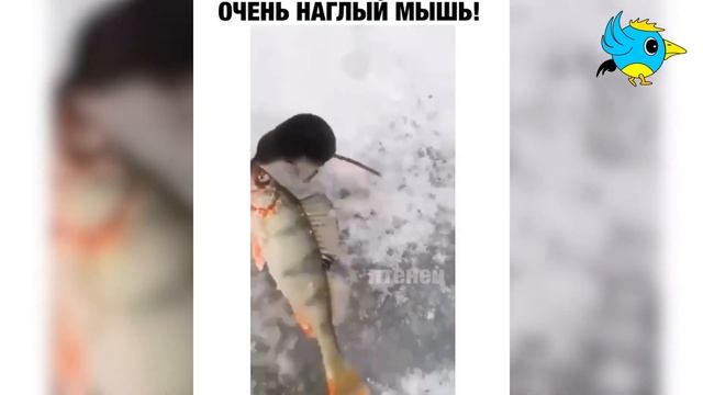 Попробуй Не Засмеяться ? ТЕСТ НА ПСИХИКУ ► Смех До Слёз Засмеялся Подписался #32 смотреть онлайн