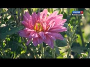 Хризантемы. Шубина Людмила Николаевна. Сад Шубиной.