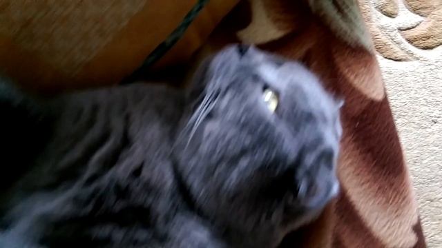 Кошачья жизнь. Шотландец вислоухий.