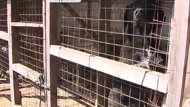 Кафе Уссурийска предлагают жареную собаку вместо блюда «Хе» смотреть онлайн