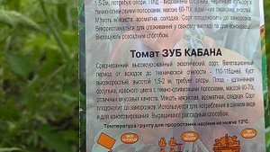 Томат зуб кабана