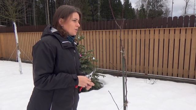 Весенняя обрезка сада. Обзор обрезки молодых яблонь и груш. смотреть онлайн