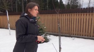 Весенняя обрезка сада. Обзор обрезки молодых яблонь и груш.