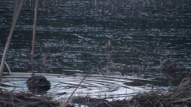 Звуки весенней охоты Подсадные утки А Лохматова Часть 2 смотреть онлайн