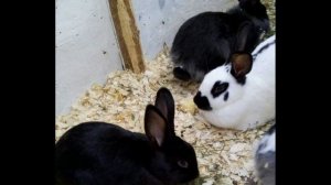 КОНТАКТНЫЙ ЗООПАРК В АНАПЕ