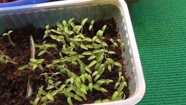 КАК УВЕЛИЧИТЬ КОРНИ ТОМАТОВ В ПЕРВУЮ НЕДЕЛЮ РОСТА смотреть онлайн