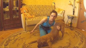 Дрессировка собак. Обучение трюкам. Поклон / Dog Training. trick Education: A bow